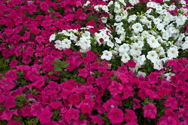 Terrasse incassable : Découvrez les matériaux les plus robustes pour défier les intempéries !